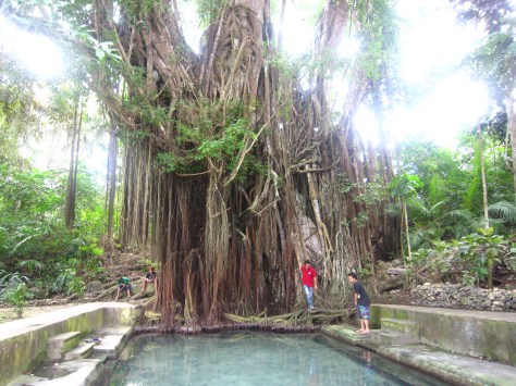 400-year old Balete tree at Siquijor