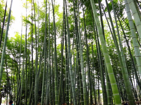 And a bamboo tree forest too.