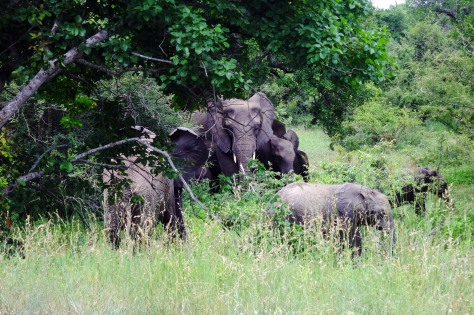 Elephant herd in Kruger