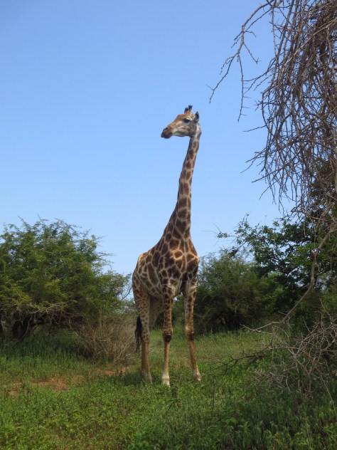 We were on our way for another day of self-drive safari, and we stopped for a look at Sunset Lake right outside Lower Sabie. We almost missed this towering stunner, hiding behind the trees! We pulled over closer for a look, and the calm giant continued to contently chew on his breakfast.