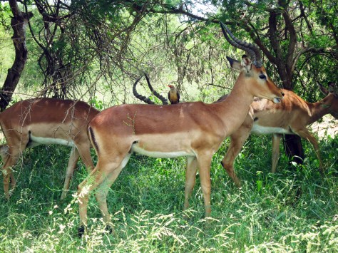 Look closer and you'll see who the real boss in this part of the wild.