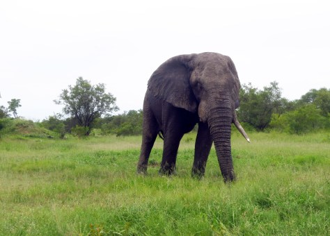 I couldn't figure out at first why I was almost hypnotized at the sight of this lone elephant grazing in the open plain. Only when it was pointed out that the elephant only had one tusk did I understand. 