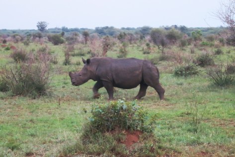 Baby black rhino trying to find the rest of its herd.
