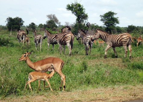 Antelopes and zebras in Kruger