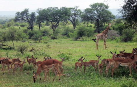 It's been wild, Kruger!