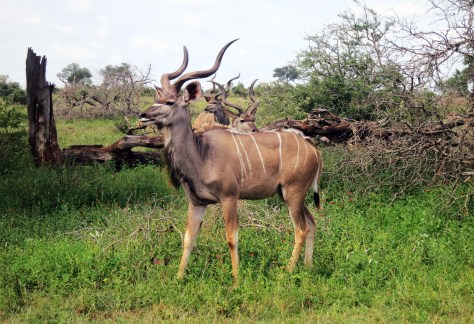 Kudu!
