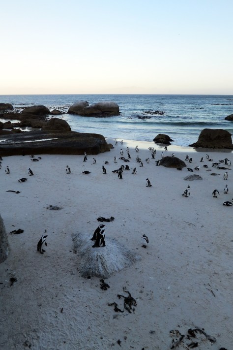 The cute residents of Boulders Beach, Cape Town