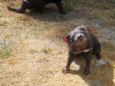 Behold the Tasmanian Devil. No, it doesn't spin.