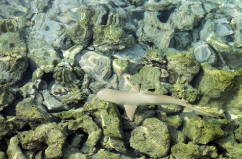 Spotted: baby black-tip shark swimming on the shallow reef.