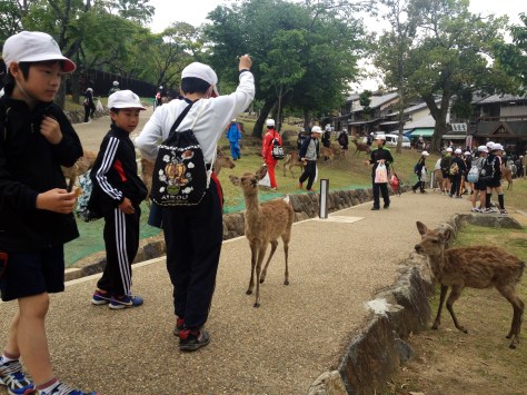 We came across several groups of students while wandering around Nara. It was fun to see that I wasn't the only one running and shrieking like a kid when the deer swarms to you for some biscuits.