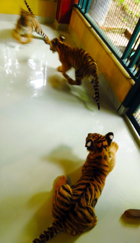 How often do you see tiger cubs roaming around your feet?