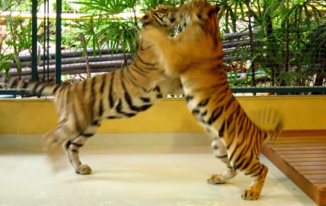Playful tigers at the Tiger Kingdom
