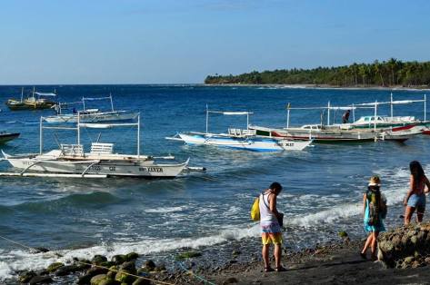 Pawikan Giant Turtle Apo Island
