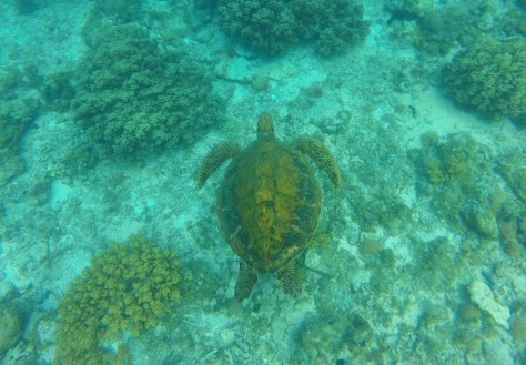 Pawikan Giant Turtle Apo Island