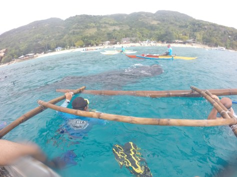 Oslob Cebu - Whale Shark (Butanding)