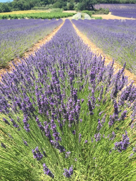 provence13