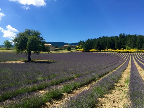 provence2